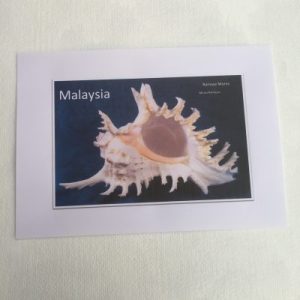 Shells Sticker (Murex Ramosus)138