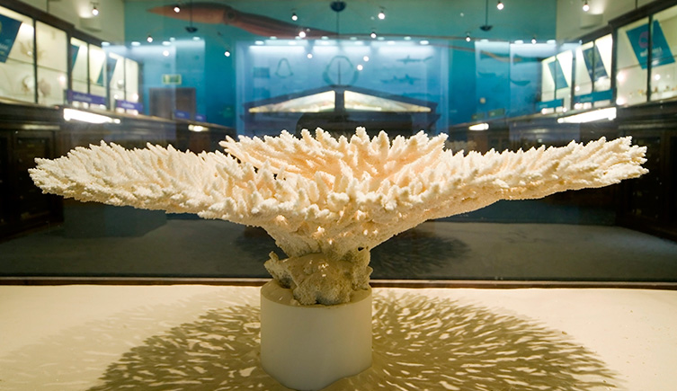 London Natural History Museum (April 2017)