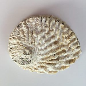 Haliotis Midae(20)Natural