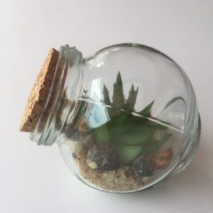 Seashells Bottle Decor (Air Plant)