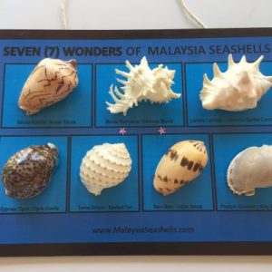 Seashells Decorative Board (7 Wonders of Malaysia Seashells)