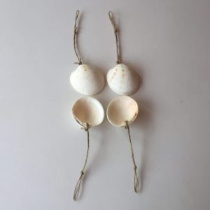 Seashell Clams Crispata (Craft :Hanger)2-3”(353)