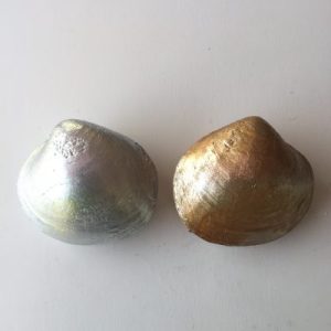 Painted Gold/Silver Clams Shells(Set of 2)