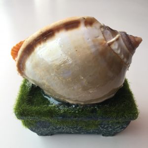 Size :Shells 4-5”,Base 4x2”,Height 5”,Width 5”,Weight Approx 180grams