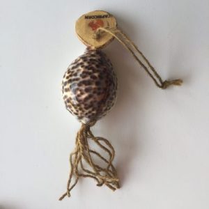 Zodiac Cowrie Shells