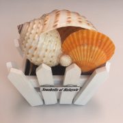 Seashells Wooden Displays (Dolium)