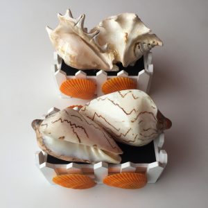 Seashells Wooden Displays (Lambis/Nobilis)Twin