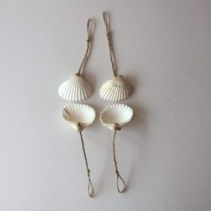 Seashell Clams Anadara(Craft :Hanger)2-3”(293)
