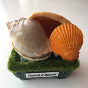 Seashells Vintage Displays(Glaucum)
