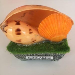 Seashells Vintage Displays(Melo)