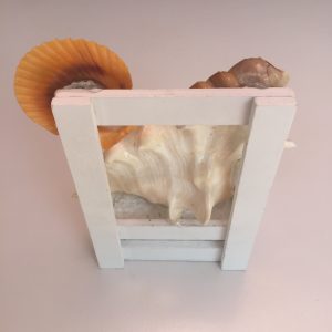 Seashells Wooden Displays (Lambis)
