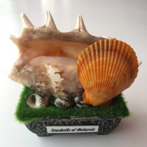 Seashells Vintage Displays(Lambis)