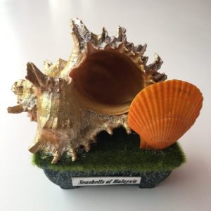 Seashells Vintage Displays(Ramosus)