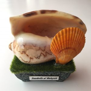 Size :Shells 4-5”,Base 4x2”,Height 5”,Width 5”,Weight Approx 350grams