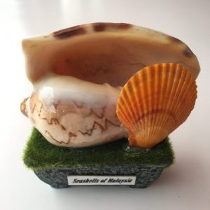 Seashells Vintage Displays(Nobilis)