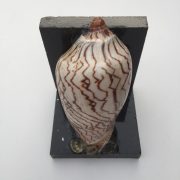 Size :Shells 4-5”,   L3.5”x3.5”xH4”,Weight 600-700grams