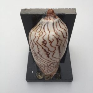 Seashells Bookend(Voluta Nobilis)