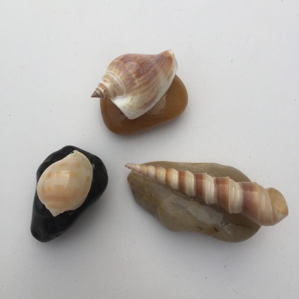 Size :1-3” shells,Stone Size 1-3”,Weight 50-100 grams each