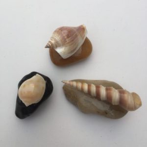 Seashells Stone Decoration(Set of 3)