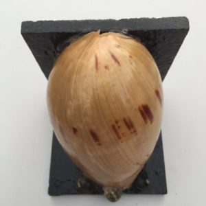 Seashells Bookend(Melo Melo)