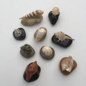 Seashells Stone Decoration (Set of 9)