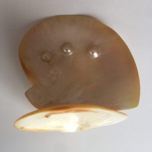 Mother of Pearl Display (Yellow)