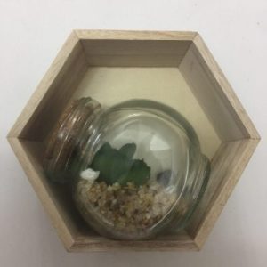 Seashells Hexagon Airplant