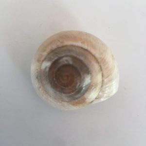 Category Land Snails Specimens