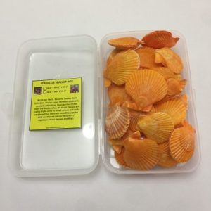 Seashells Scallop Box Nobilis(6.0”x9.5”)
