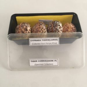 Posted 18 Oct2020 rm50.00