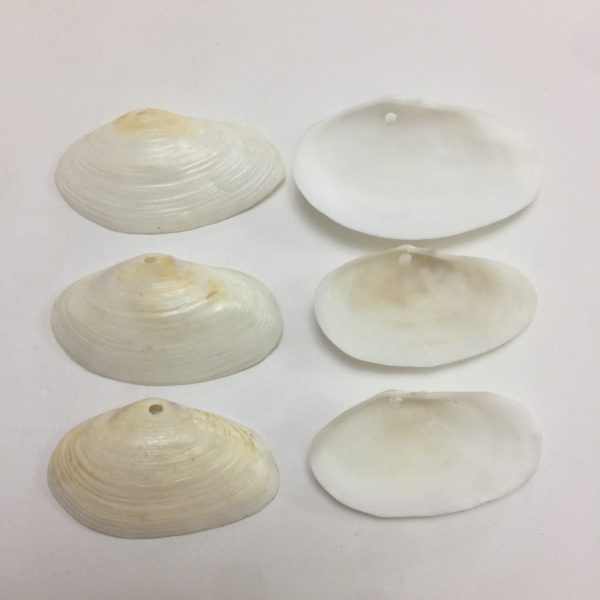 Size:Shells 1-2”,Box L6”xW9.5xH2.5”
Weight:300grams(include box)