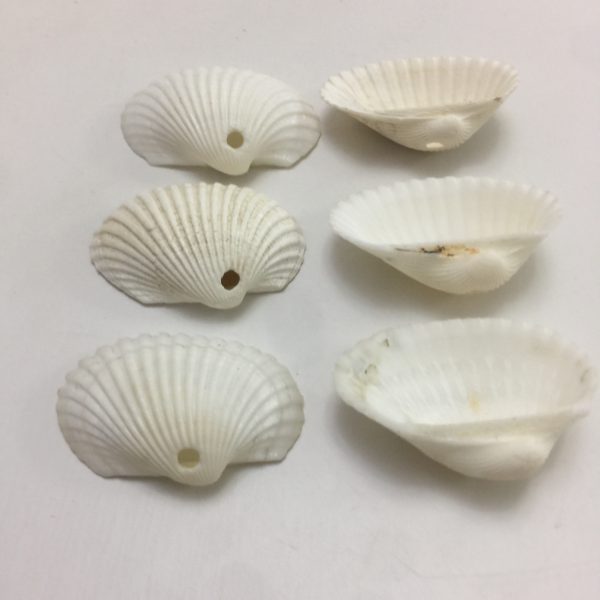 Size:Shells 1-2”,Box L6”xW9.5xH2.5”
Weight:300grams(include box)