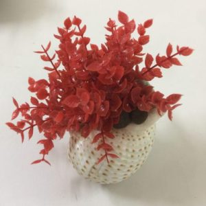 Seashells Plant(Tonna)3-4” Red