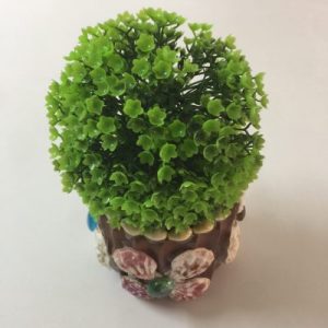 Seashells Plant in Pot(Type A)4”