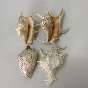 Posted on 19Apr2021 rm90.00