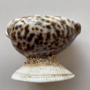 Posted on 23 August2021 for rm20.00