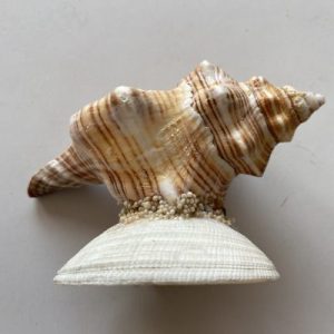 Posted on 1 Feb2022 Rm40.00