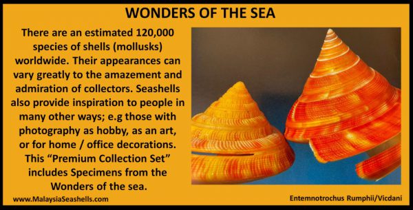 Wonders Of The Sea