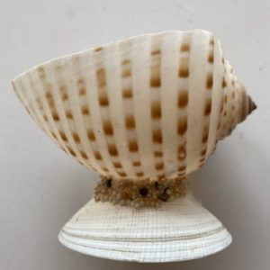 Posted on 1 Feb2022 Rm20.00