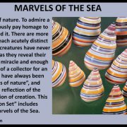 Marvels Of The Sea