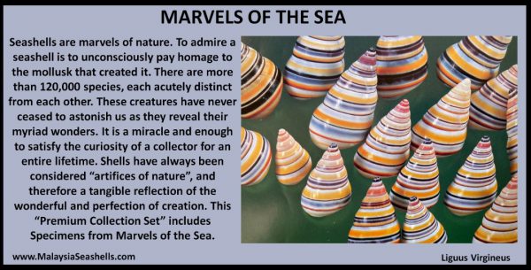 Marvels Of The Sea