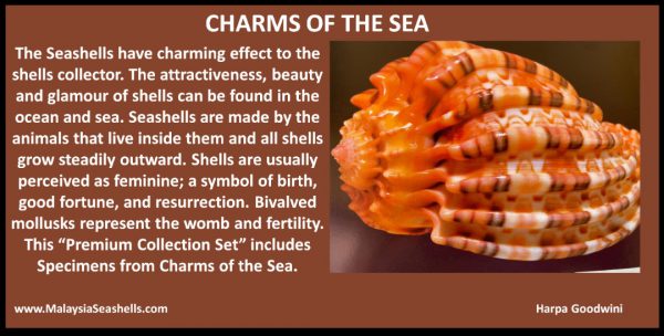 Charms Of The Sea