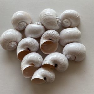 Dyed and Painted Seashells