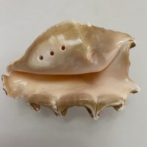 Posted on 9Sept2021 for rm25.00