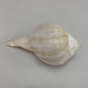 Category Core Seashells