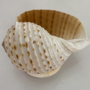 Posted on 9 Sept2021 for rm25.00