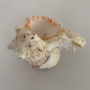 Posted on 16 Sept2021 for rm30.00