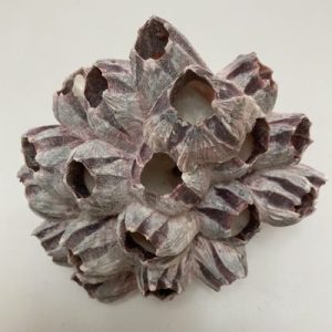 Marine Companions & Curios