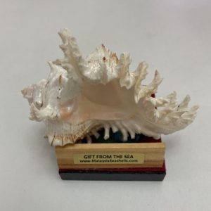 Posted on 1May2022 for rm80.00