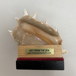 Posted on 30April2022 for rm80.00